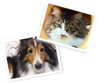犬