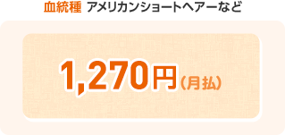 血統種 アメリカンショートヘアーなど ¥1,410(月払)