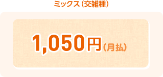 ミックス(交雑種) ¥1,270(月払)