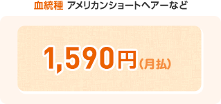 血統種 アメリカンショートヘアーなど ¥1,690(月払)