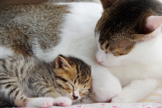 ゴロゴロ音は母猫と子猫の大事なコミュニケーションのひとつです。