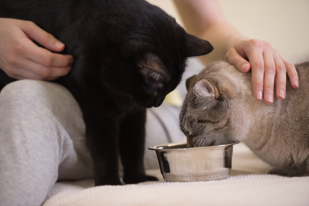 食事は猫の健康を管理するうえでとても重要な要素のひとつ。正しい餌やりをしてくださいね！