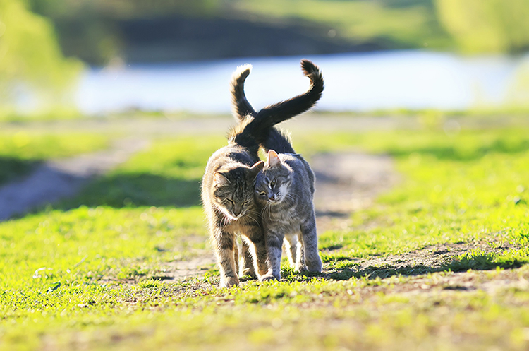 猫同士のすりすりは仲間意識の表れです。