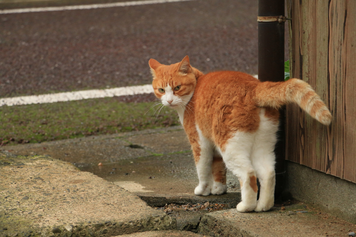長崎県内では、かぎしっぽの猫を多く見かけることができます。