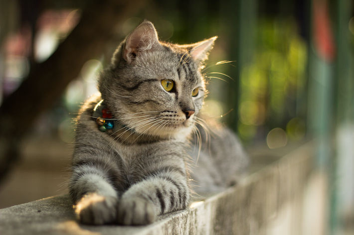 外の環境は猫にとって、様々な危険が潜んでいます。