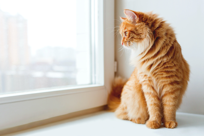 猫が外を眺めている時は、実はパトロール中かも。