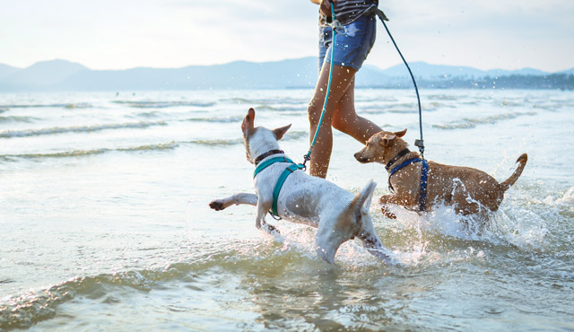 海辺は犬が休める日陰が少ないため、熱中症に要注意です。夏場は短時間で切り上げましょう。