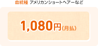 血統種 アメリカンショートヘアーなど 1,080円(月払)
