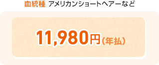 血統種 アメリカンショートヘアーなど 11,980円(年払)