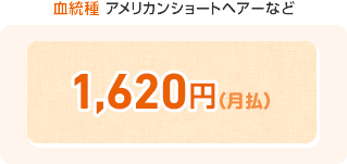 血統種 アメリカンショートヘアーなど 1,620円(月払)