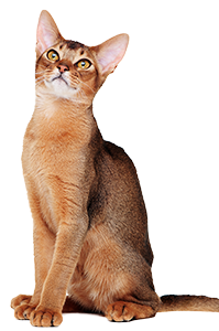 �A�r�V�j�A��