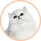 チンチラ