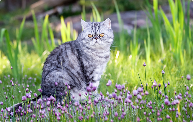 エキゾチックショートヘアーってどんな猫 性格と特徴 アクサダイレクトのペット保険