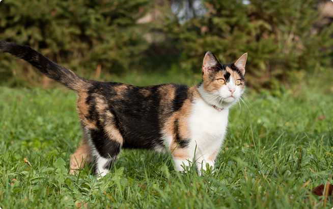 三毛猫 日本猫 ってどんな猫 性格と特徴 アクサダイレクトのペット保険