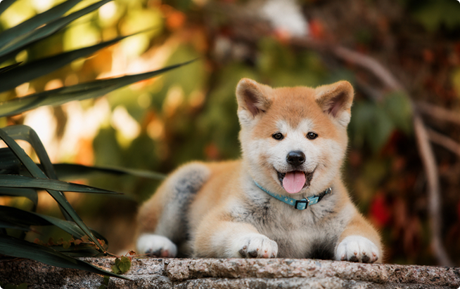 秋田犬ってどんな犬 性格としつけ方 アクサダイレクトのペット保険