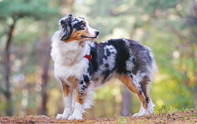 オーストラリアン シェパードってどんな犬 性格としつけ方 アクサダイレクトのペット保険