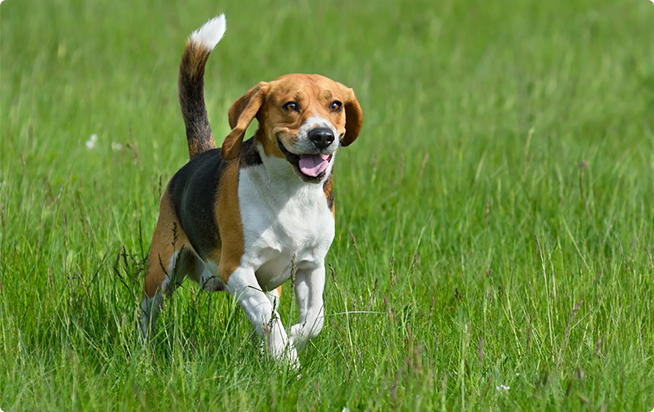 ビーグルってどんな犬 性格としつけ方 アクサダイレクトのペット保険