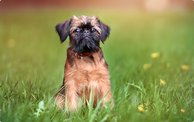 Resultado de imagen para çŠ¬ Brussels Griffon éŠã¶ãŸã‚ã«