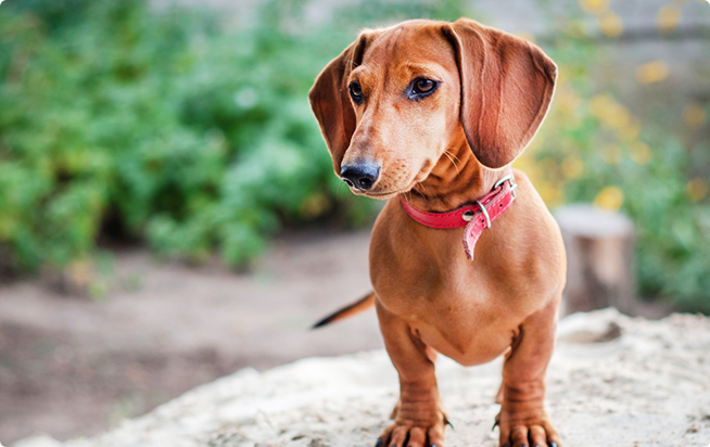 ダックスフンドってどんな犬 性格としつけ方 アクサダイレクトのペット保険