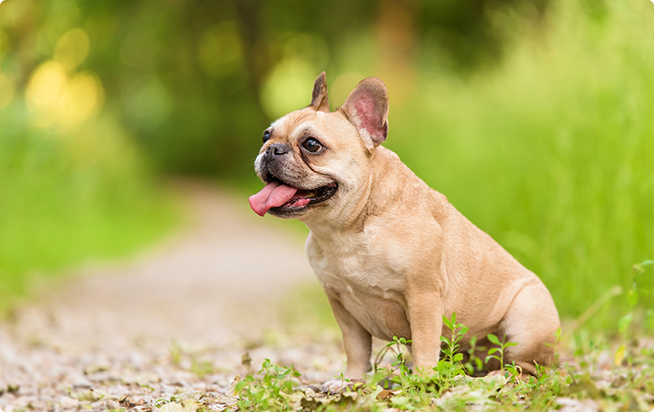 フレンチ ブルドッグってどんな犬 性格としつけ方 アクサダイレクトのペット保険