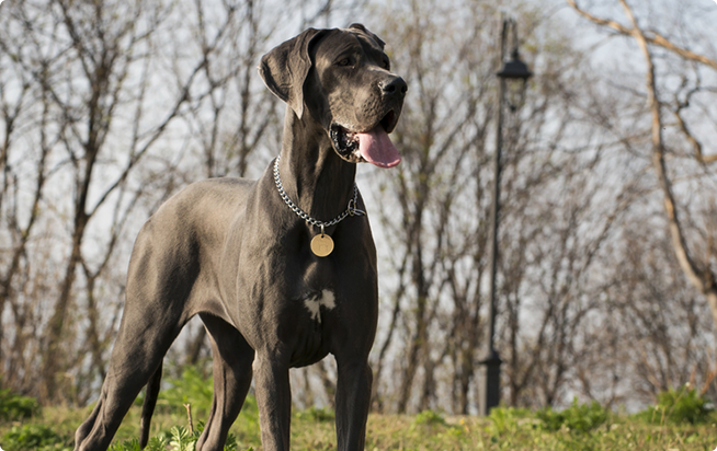 グレート デーンってどんな犬 性格としつけ方 アクサダイレクトのペット保険