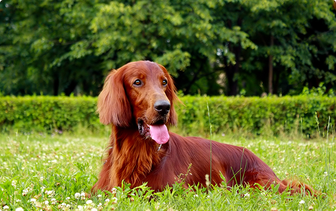 アイリッシュ セターってどんな犬 性格としつけ方 アクサダイレクトのペット保険