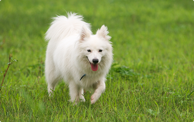 日本スピッツってどんな犬 性格としつけ方 アクサダイレクトのペット保険