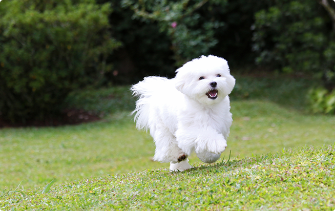 マルチーズってどんな犬 性格としつけ方 アクサダイレクトのペット保険