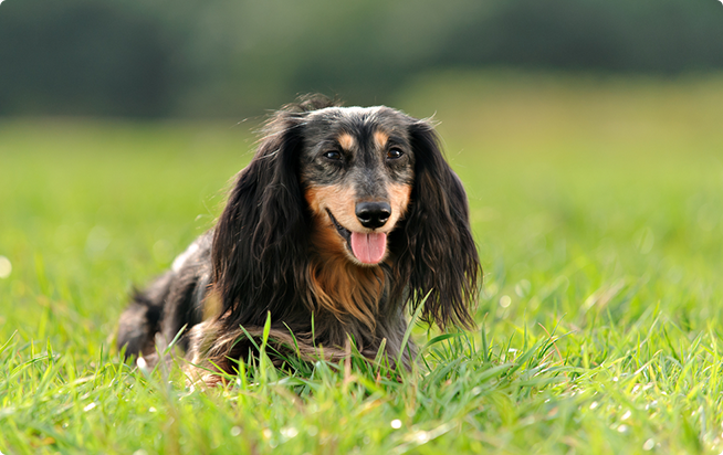 ミニチュア ダックスってどんな犬 性格としつけ方 アクサダイレクトのペット保険