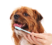 愛犬の困りごと・お悩みに関するアンケート