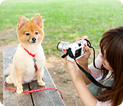 愛犬の写真撮影に関するアンケート