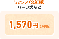 ミックス(交雑種) ハーフ犬など 1,570(月払)