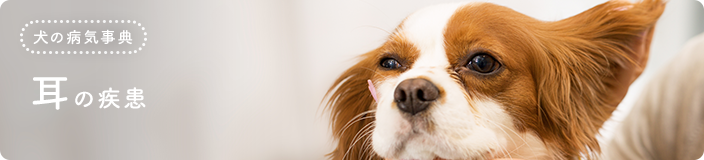 犬の病気事典：耳の疾患