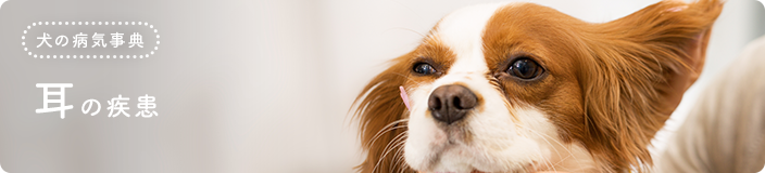 犬の病気事典:耳の疾患