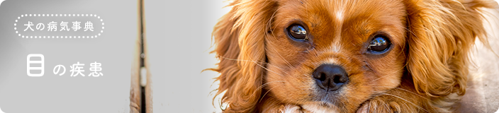 犬の病気事典：目の疾患