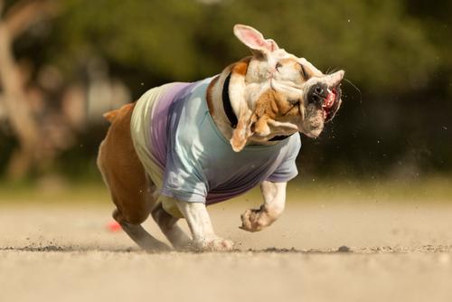 犬がかかりやすい病気 外耳炎 の原因って 正しい予防と治療方法