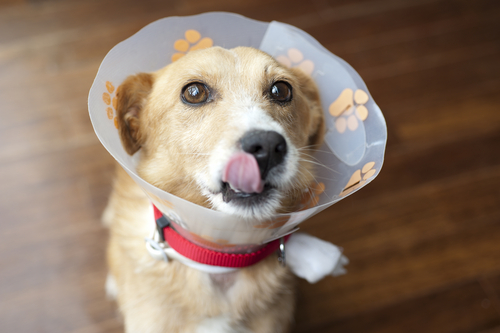 犬の治療。判断するのは飼い主さまです。