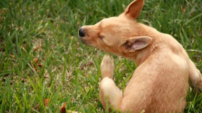 犬がかかりやすい病気「外耳炎」の原因って？正しい予防と治療方法