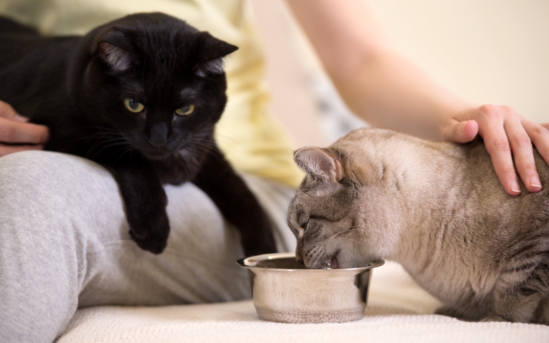 手作り食も愛情の証ですが、愛猫の健康のためにはきちんとバランスがとれたお食事を。