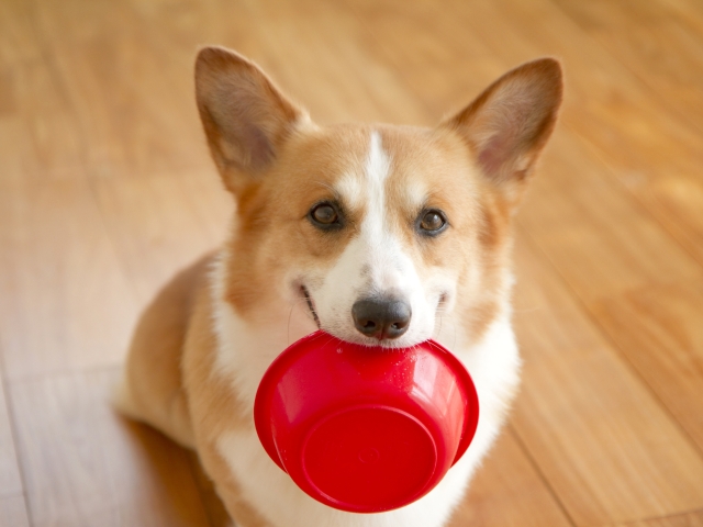 犬の要求を聞いてあげたい気持ちをぐっとこらえてましょう。