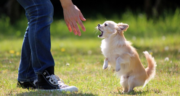 ドッグトレーナー監修 タイプ別でみる愛犬の 吠え のしつけ方