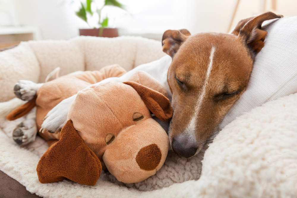 犬の生理の症状や期間って 対処方法と出血する病気との見分け方 アクサダイレクト