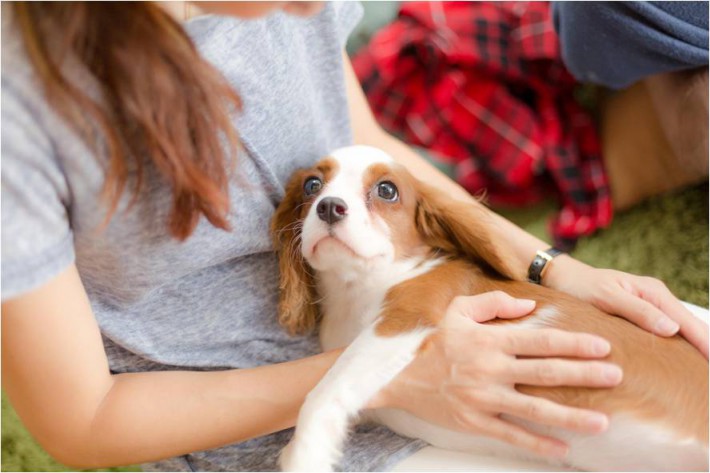 犬の生理の症状や期間って 対処方法と出血する病気との見分け方 アクサダイレクト