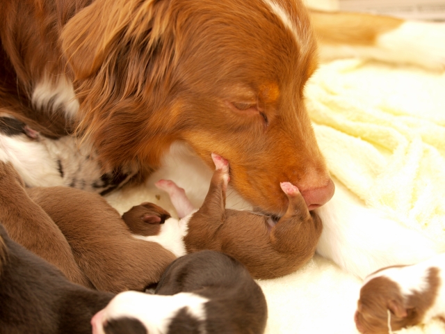 犬の生理の症状や期間って 対処方法と出血する病気との見分け方