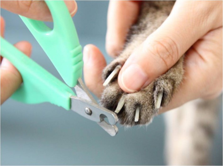 ハサミタイプの爪切りは文房具のハサミと同じ要領で使うので、小さくてやわらかい、子猫の爪に最適！