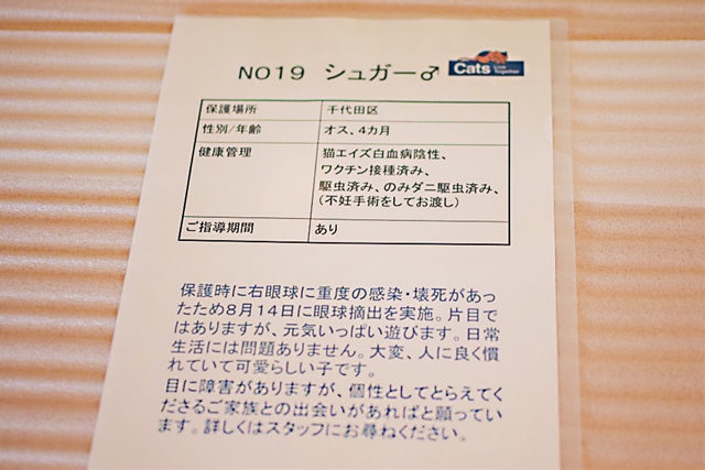 猫の里親を募集する「譲渡会」ってどんなところ？実際に行ってみた｜アクサダイレクト