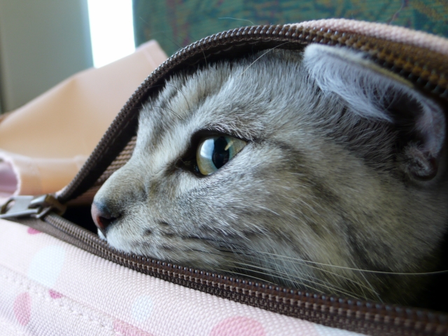”一緒に連れて行って！”バッグに入った猫