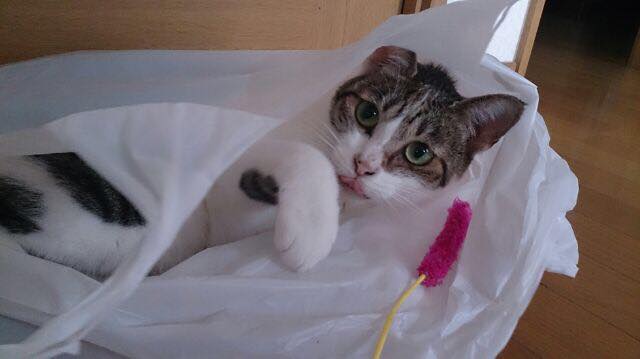 スーパーのビニール袋に入ってしまった猫