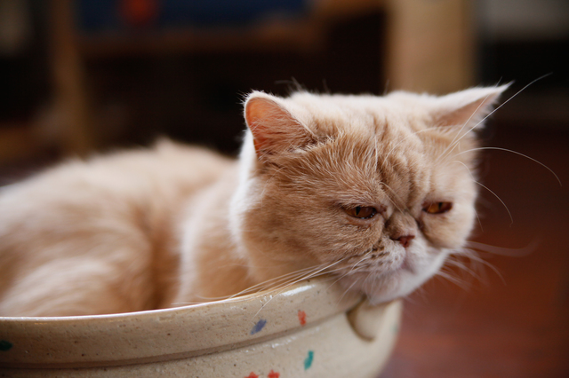 かご猫の人気に負けず劣らずの「猫鍋」