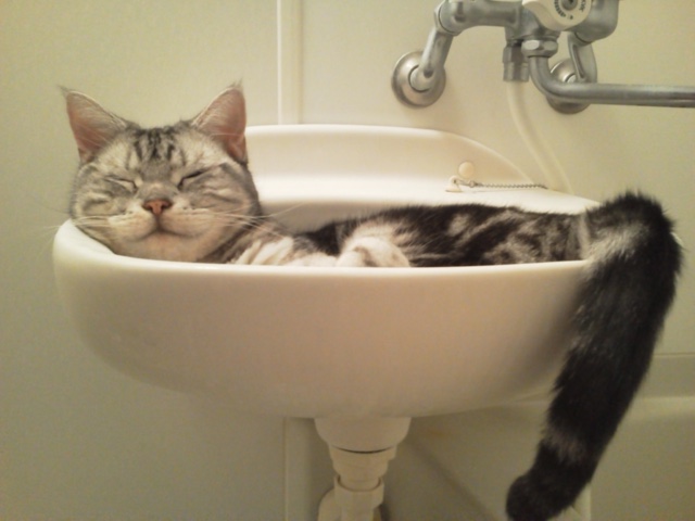 まるで液体？洗面台にはまる猫！